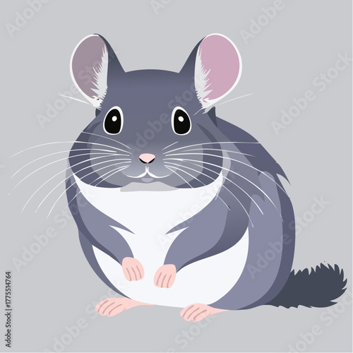 A gentle chinchilla sits on a plain gray background, fur soft and ears upright.