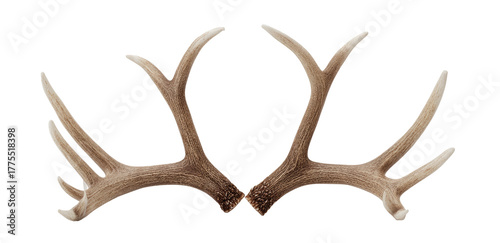 Pair of deer antlers (2)