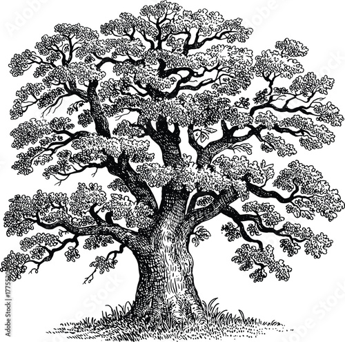 Detailed illustration of mature tree, black and white drawing, ink sketch, natural landscape, botanical artwork, forest nature, vintage engraving style