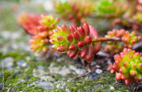 Fotografie Macro photography of a succulent - Sedum rubrotinctum.