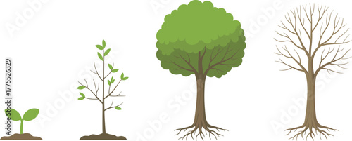 Tree life cycle illustration, seedling sprout, young sapling, mature tree, bare branches, growth stages, environmental education, biology diagram, nature concept