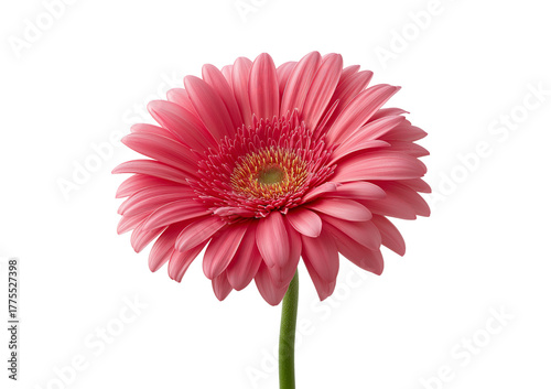 Pink Gerbera Daisy Flower isolated on a transparent background