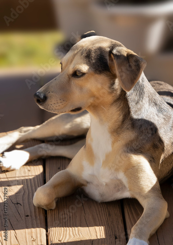 Chillin in hte Early Autum Sunshine