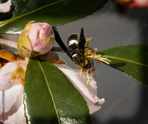 Pollen Covered Wasp on aa Autum Afternoon