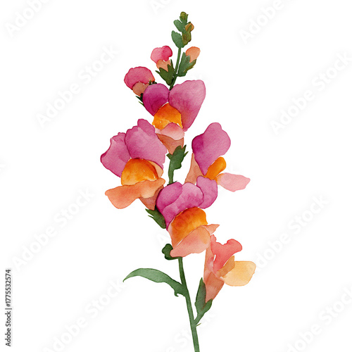 Watercolor illustration of vibrant snapdragon flower stem, isolated on a white background, clear edges, botanical clipart style. 