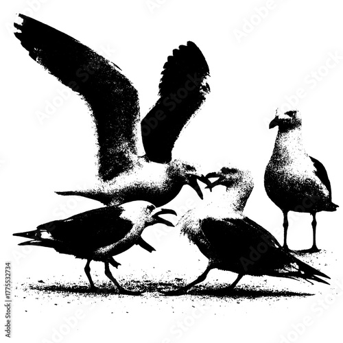 Seagulls arguing, retro xerography halftone engraving black and white vintage photo art isolated on transparent background