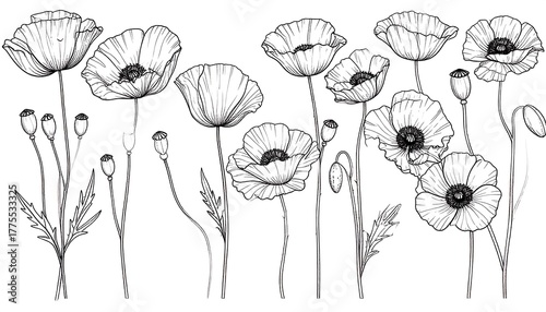 Black and White Poppy Flower Illustration.