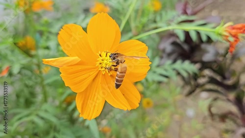bee on flower, flower .