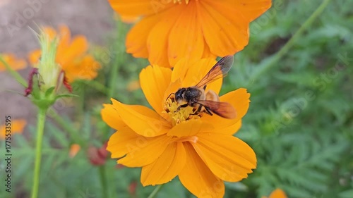 butterfly on flower,Cosmos sulphureus
