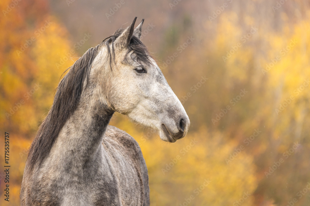 Obraz premium Pferdeportrait im Herbst