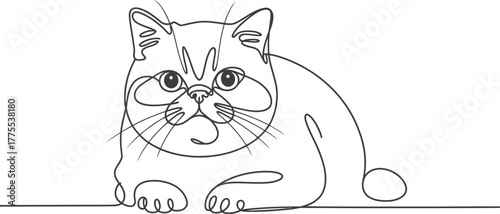 Exotic shorthair cat line art drawing pet feline animal domestic kitty contour
