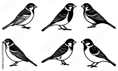Delightful collection of charming birds in simple black and white, perfect for nature lovers, birdwatching enthusiasts and elegant minimalist designs