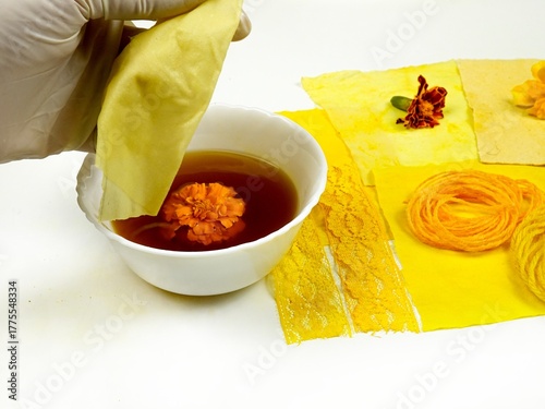 Dyeing a sample of cotton fabric in marigold flowers broth, DIY. 
