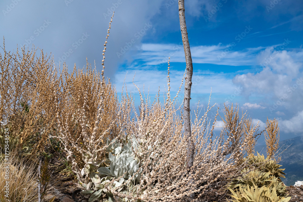 Obraz premium Oludeniz, Turkey. Mountain plants in autumn and clouds. Altitude: 1800 m. Mountain landscape.