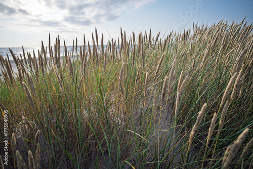 Fototapeta Naklejka Na Ścianę i Meble -  Grass on Baltic sea beach.