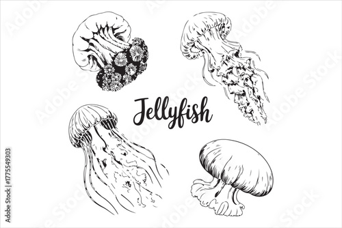 Jellyfish Line Art Vector Illustration