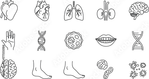 Vector anatomical biology icons set with human organs, DNA, brain, heart, and medical illustrations for education
