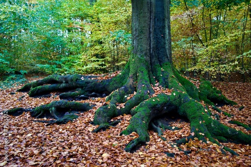 autumn in the forest with a massive root of one beech tree