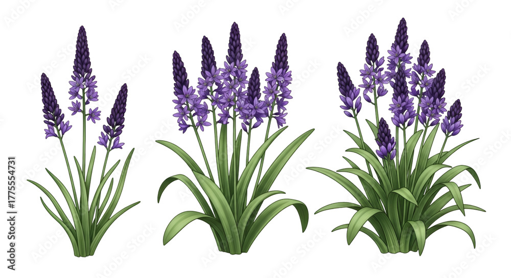 Fototapeta premium Purple Hyacinth Flowers in Different Sizes on Black Background