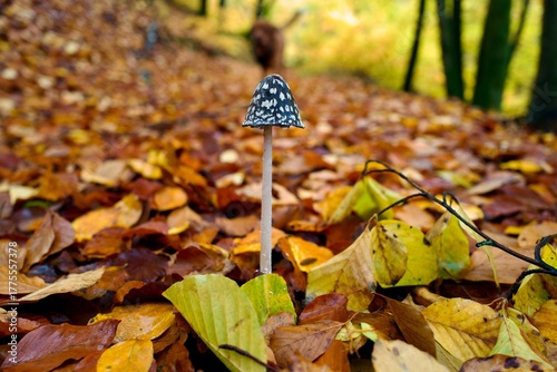 Fototapeta Naklejka Na Ścianę i Meble -  mushroom in the autumn in the forest