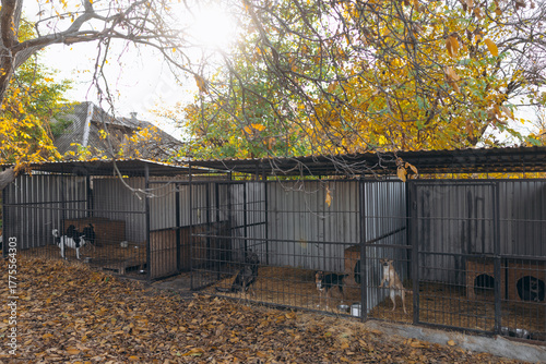Dogs in Kennels Animal Shelter in Autumn Outdoor