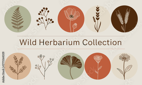Elegant Wild Herbarium Collection with Botanical Illustrations.