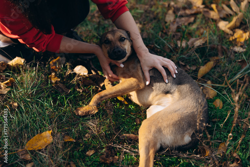 Rescuer Stroking Dog on Grass Autumn