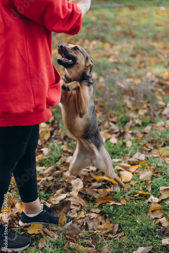 Dog Standing On Hind Legs Playing With Owner