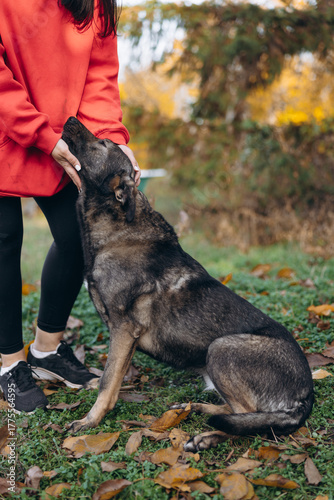 Mixed-Breed Dog Looking Up At Owner Hand
