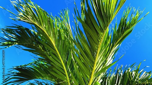 palm branches flutter in the wind against a clear blue sky