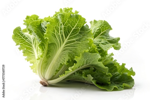 Fresh Green Leaf Lettuce Bunch – Hyper-Realistic Isolated Photo