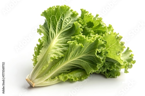 Fresh Green Leaf Lettuce Bunch – Hyper-Realistic Isolated Photo