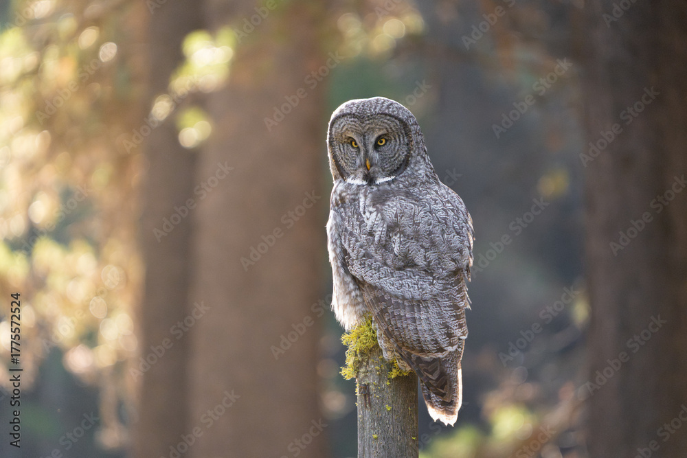 Fototapeta premium Great grey owl backlit by the sun
