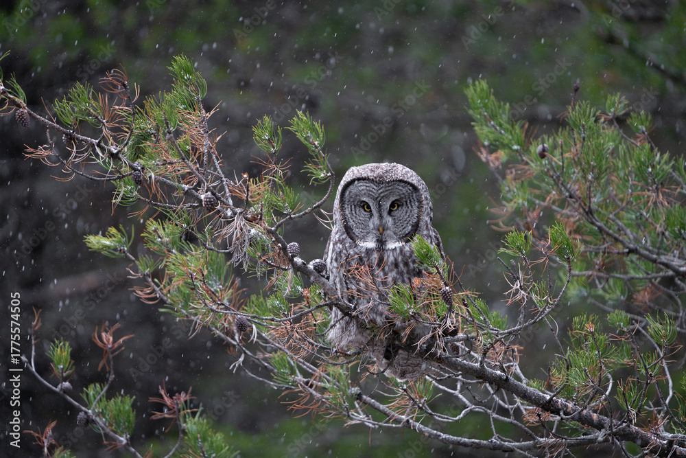 Fototapeta premium Great grey owl perched with snowfall