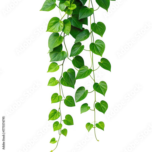 Wallpaper Mural Heartleaf philodendron plant isolated on transparent background Torontodigital.ca