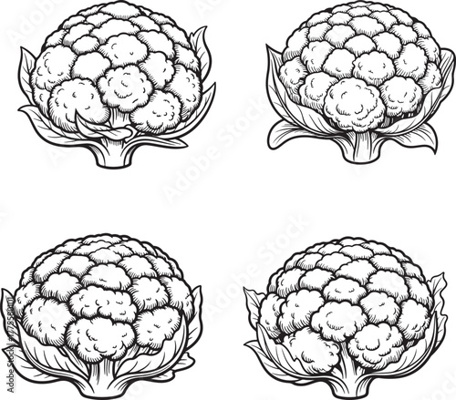 Vector set of cabbage and cauliflower illustrations