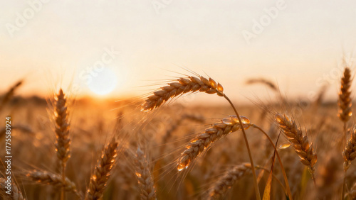 Golden wheat field at sunset with backlighting and shallow depth of field. inspiring travel planning, travel magazines, designed for outdoor magazines and nature guides.