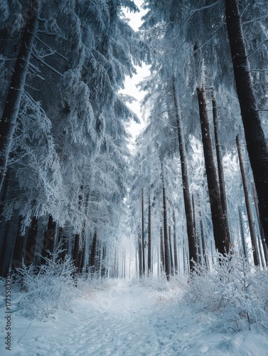 frozen winter forest with snow covered trees outdoor no logos no brands ar 34