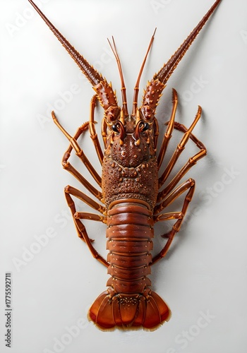 A lobster positioned on a plain white background, emphasizing its rich red hue and unique shape.