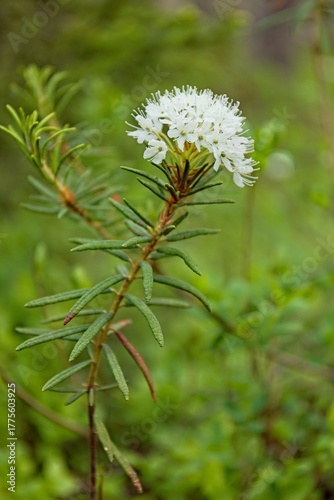 Closeup of Marsh Labrador Tea (rhododendron tomentosum) in swamp in summertime, Nuuksio, Espoo, Finland.