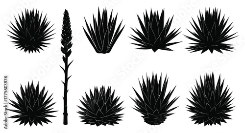 Set of agave plant silhouettes illustration of desert succulents isolated on white background