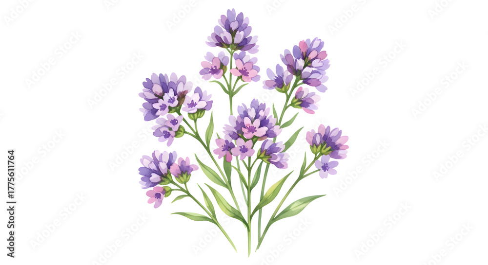 Fototapeta premium Watercolor illustration of a bouquet of purple flowers isolated on transparent background