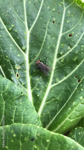 flies on green leaves