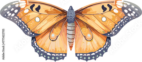 Bright, colorful butterfly insect with wings isolated on a clean white background