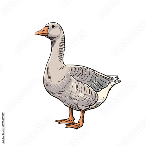 Goose standing upright with detailed feathers on white background  