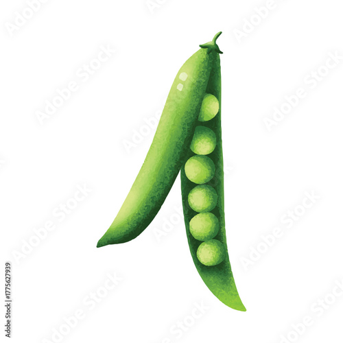 Green pea illustration for organic food logo, food label, packaging, restaurant menu, patterns, art prints, book illustration or botanical and kitchen design.