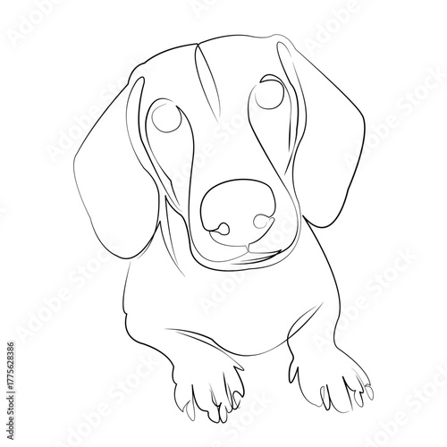 One continuous line drawing on white isolated background. Minimalism linear illustration. pet, dachshund, dog, portrait, domestic, brown, purebred, isolated, studio, white