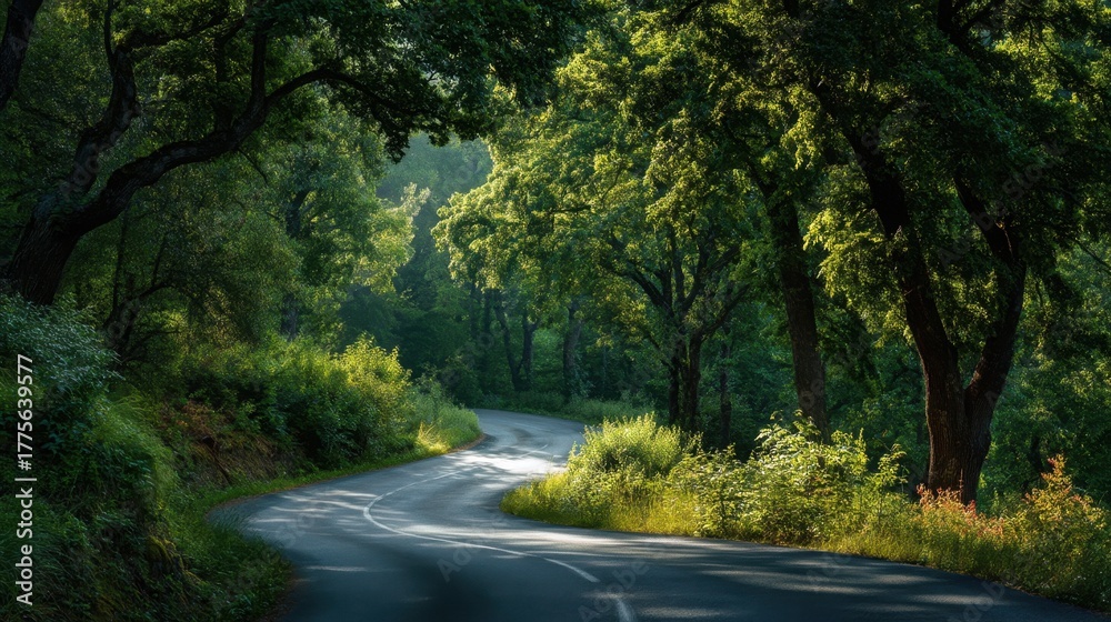 Fototapeta premium A summer country road surrounded by green woods with sunlight filtering through the trees.