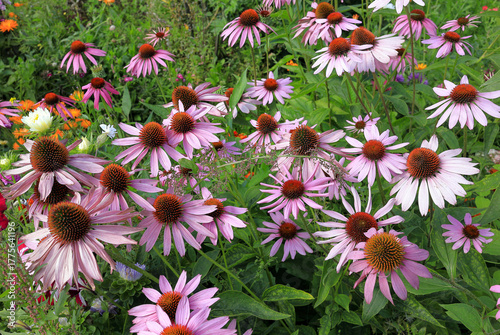 Echinacea purpurea flowers in a flower bed