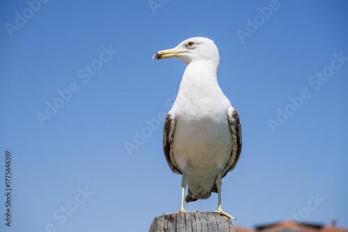 Larus michahellis - a problem in Venicein
